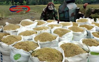 Kebijakan Baru Harga Gabah: Kepala Bapanas Pastikan Keputusan Ini Untuk Lindungi Petani
