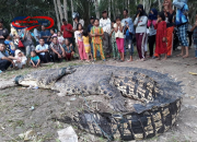 Drama Penangkapan 32 Buaya Lepas di Batam: Penangkaran Jebol, Warga Cemas