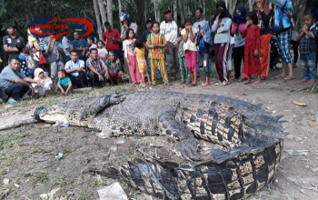 Drama Penangkapan 32 Buaya Lepas di Batam: Penangkaran Jebol, Warga Cemas