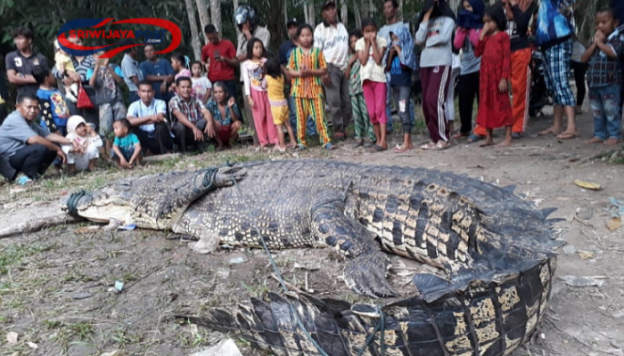 Drama Penangkapan 32 Buaya Lepas di Batam: Penangkaran Jebol, Warga Cemas