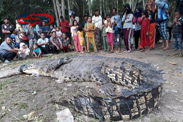 Drama Penangkapan 32 Buaya Lepas di Batam: Penangkaran Jebol, Warga Cemas