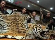 Harimau Sumatra Dikuliti di Rokan Hulu Riau