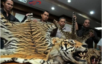 Harimau Sumatra Dikuliti di Rokan Hulu Riau