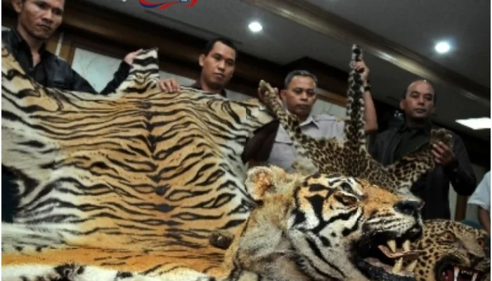 Harimau Sumatra Dikuliti di Rokan Hulu Riau, 6 Orang Jadi Tersangka