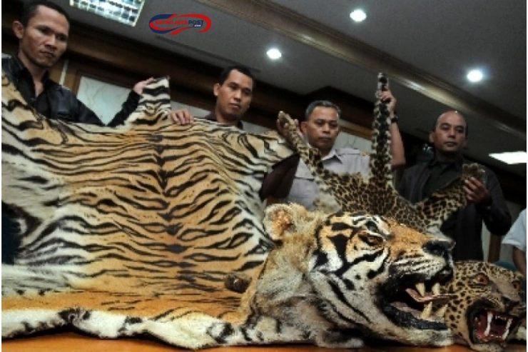 Harimau Sumatra Dikuliti di Rokan Hulu Riau