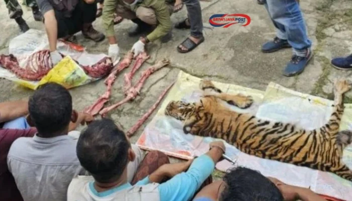 Harimau Sumatra Dikuliti di Rokan Hulu Riau