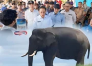 Lindungi Satwa, BKSDA Dirikan Pos Pemantau Gajah di Air Sugihan!