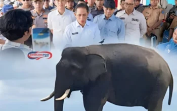 Lindungi Satwa, BKSDA Dirikan Pos Pemantau Gajah di Air Sugihan!