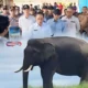 Lindungi Satwa, BKSDA Dirikan Pos Pemantau Gajah di Air Sugihan!