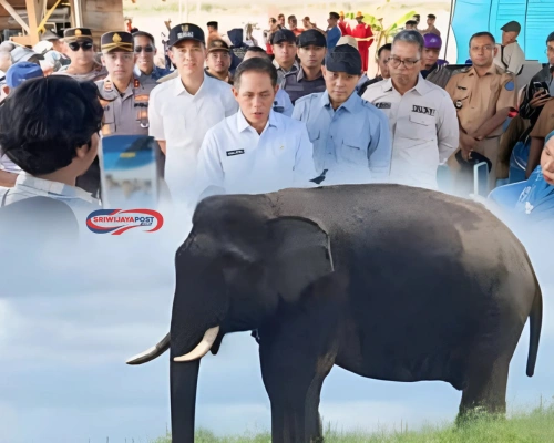 Lindungi Satwa, BKSDA Dirikan Pos Pemantau Gajah di Air Sugihan!