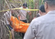 Tragis! Mita Rosnita Tewas di Kebun Tebu, Kasus Masih Misterius