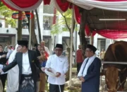 Brawijaya & Jack, Sapi Jumbo 1 Ton dari Prabowo-Gibran untuk Istiqlal!