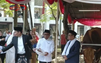 Brawijaya & Jack, Sapi Jumbo 1 Ton dari Prabowo-Gibran untuk Istiqlal!