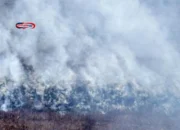 Sumsel Siaga Darurat Karhutla Setelah 47 Hektare Lahan Terbakar