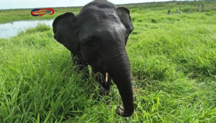 Gajah Sumatera Selamatkan Ikan Rawa Gambut di OKI Sumsel!