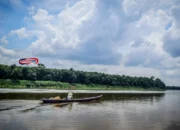 Gajah Sumatera Selamatkan Ikan Rawa Gambut di OKI Sumsel!