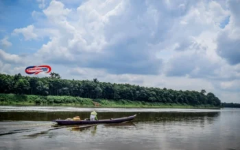 Gajah Sumatera Selamatkan Ikan Rawa Gambut di OKI Sumsel!