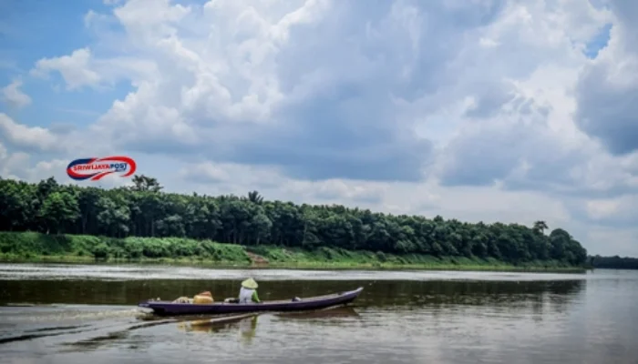 Gajah Sumatera Selamatkan Ikan Rawa Gambut di OKI Sumsel!