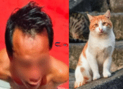 Heboh! Daging Kucing Dijual sebagai Kambing Muda di Pagar Alam 2025