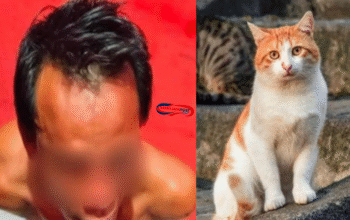 Heboh! Daging Kucing Dijual sebagai Kambing Muda di Pagar Alam 2025