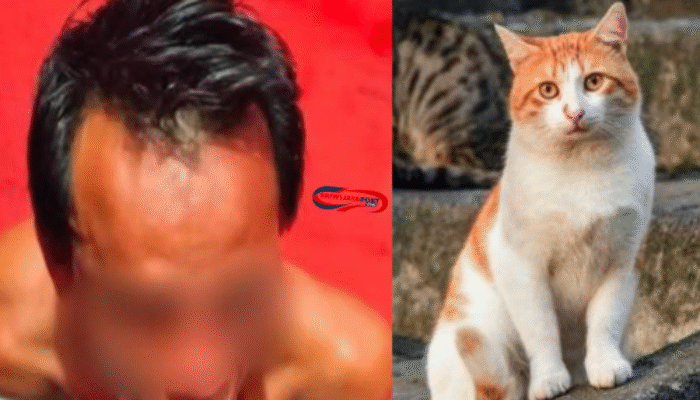 Heboh! Daging Kucing Dijual sebagai Kambing Muda di Pagar Alam 2025