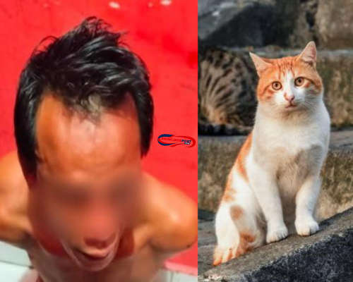 Heboh! Daging Kucing Dijual sebagai Kambing Muda di Pagar Alam 2025