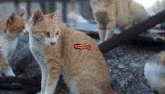 Heboh! Daging Kucing Dijual sebagai Kambing Muda di Pagar Alam 2025