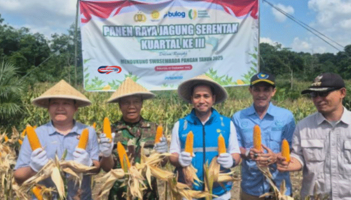 PLN Amankan Listrik Panen Raya Jagung di Sumsel 2025!