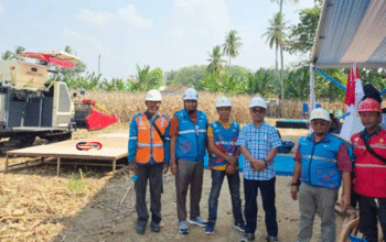 PLN Amankan Listrik Panen Raya Jagung di Sumsel 2025!